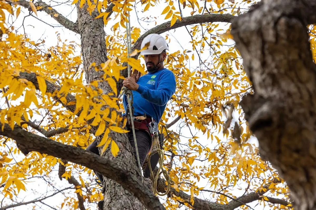 Skilled Tree Trimming crew working in Escanaba